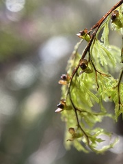 Hymenophyllum multifidum