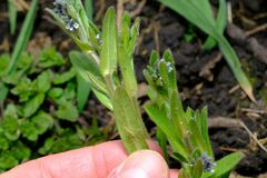 Myosotis arvensis