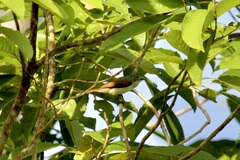 Myiagra ferrocyanea