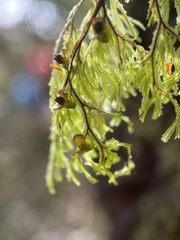Hymenophyllum multifidum