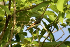 Myiagra ferrocyanea