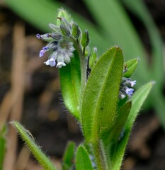 Myosotis arvensis