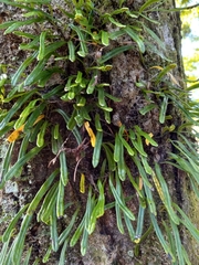 Lepisorus thunbergianus