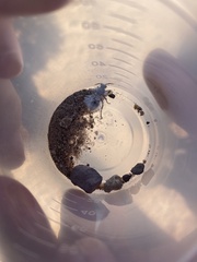 Dasymutilla gloriosa