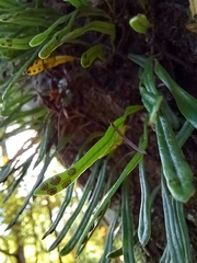 Lepisorus thunbergianus