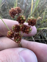Juncus marginatus