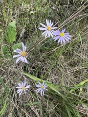 Brachyscome multifida dilatata