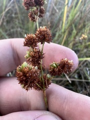 Juncus marginatus
