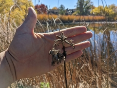 Schoenoplectus acutus