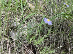 Brachyscome multifida dilatata