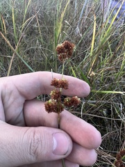 Juncus marginatus