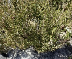 Erica uberiflora