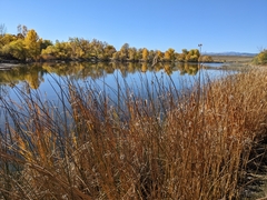 Schoenoplectus acutus