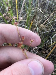 Juncus nodosus