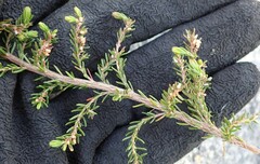 Erica uberiflora