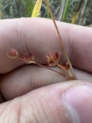 Juncus nodosus