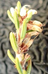 Erica uberiflora