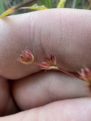 Juncus nodosus