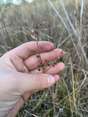 Juncus nodosus