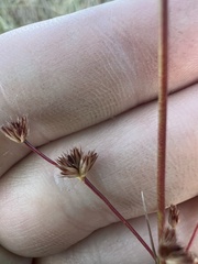 Juncus nodosus