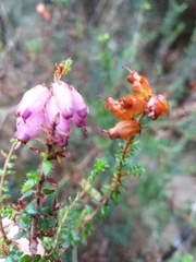 Erica ciliaris