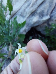 Solanum retroflexum