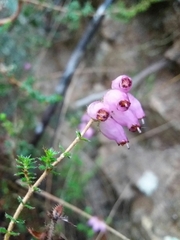 Erica ciliaris