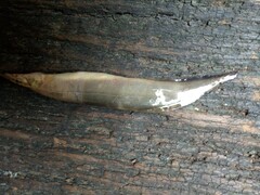 Macrognathus siamensis