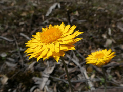 Leucochrysum albicans