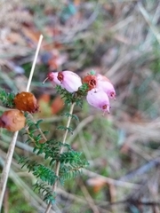Erica ciliaris