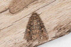 Hypoperigea tonsa