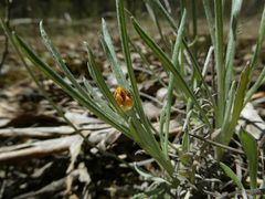 Leucochrysum albicans