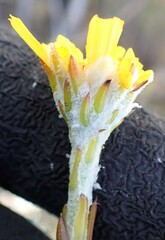 Osteospermum junceum