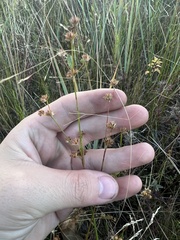 Juncus nodosus