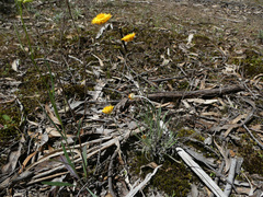 Leucochrysum albicans