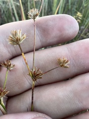 Juncus nodosus
