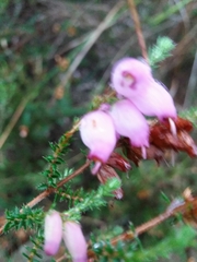 Erica ciliaris