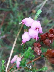 Erica ciliaris