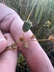 Thyanta custator accerra