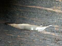 Macrognathus siamensis