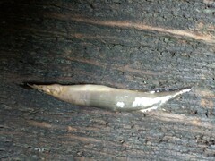 Macrognathus siamensis