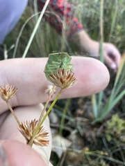 Thyanta custator accerra