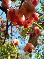 Euonymus hamiltonianus