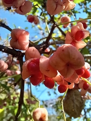 Euonymus hamiltonianus