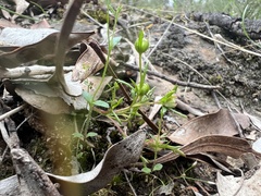 Brachyscome perpusilla