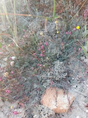 Indigofera humifusoides