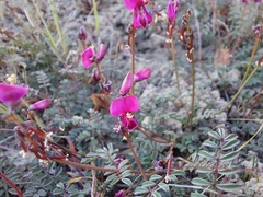 Indigofera humifusoides