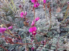 Indigofera humifusoides