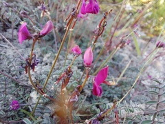 Indigofera humifusoides