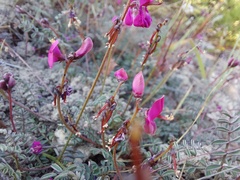 Indigofera humifusoides